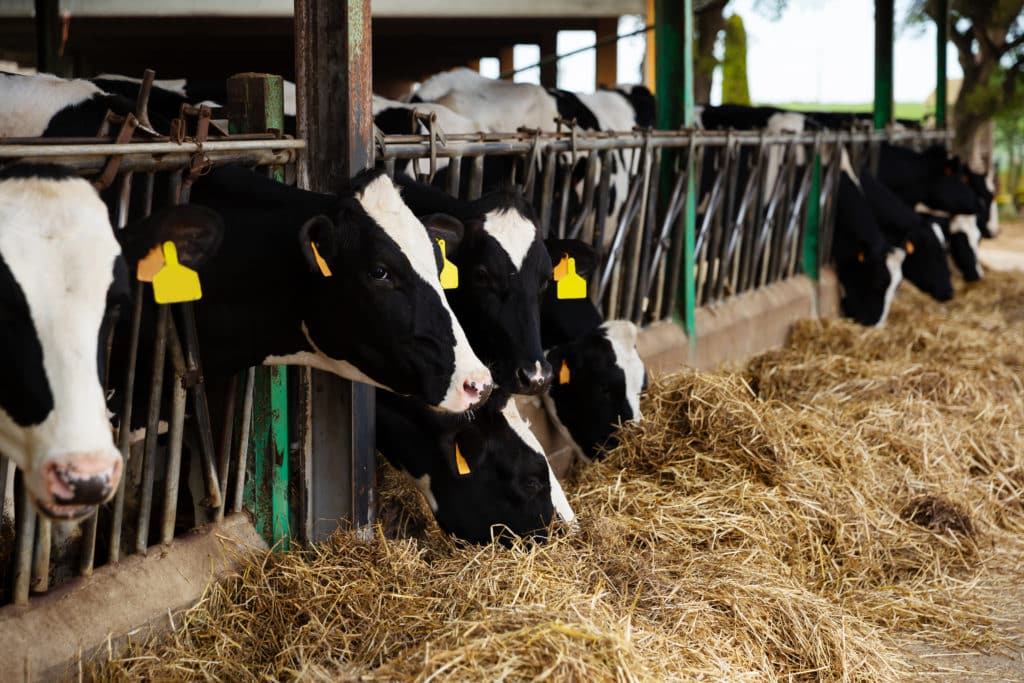 verge dairy farm safety barriers